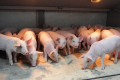 Племінні свині «Радехів Біо Ферм» заброньовані вже на пів року наперед