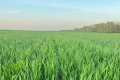 Agricom Group завершив першу обробку озимих у Житомирському кластері