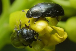 Найбільшої шкоди посівам ріпаку наразі завдають ріпаковий квіткоїд і прихованохоботники