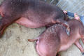 Доступ свиней до води допомагає їм адаптуватися до теплового стресу