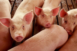 Ціни на свиней забійних кондицій завмерли