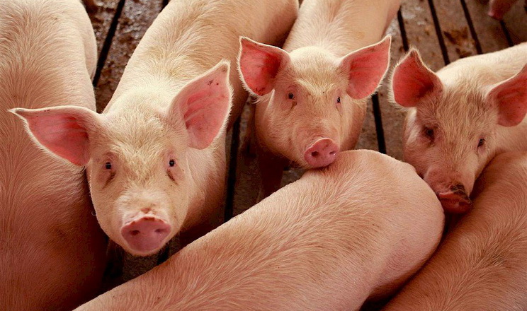 Промислове поголів'я свиней за час війни скоротилося на 10%