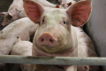 Ажіотаж на ринку живця свиней спав, а ціни – ні