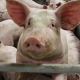 Живець свиней дешевшає: вже 55,5 грн/кг