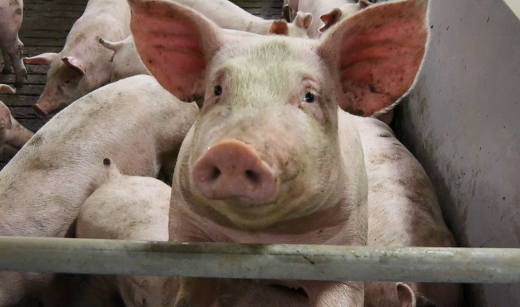 Котирування на ринку живця свиней завмерли
