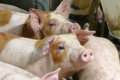 У Данії скоротилося поголів’я свиней