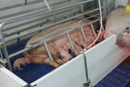 У Данії поступово відступатимуть від фіксації свиноматок у станках для опоросу