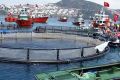 Як Туреччині вдалося перетворитися з імпортера риби на потужного світового експортера