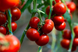 Ціни на томати зростали через дефіцит пропозиції та обережний імпорт