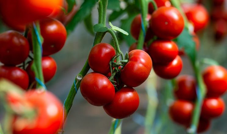 Чорнозем у томатних теплицях удобрюють органікою та міндобривами