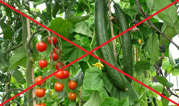 5 причин чому не можна вирощувати огірки та помідори поряд