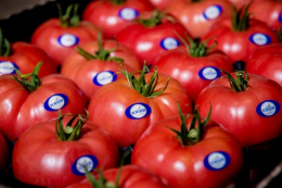 Молдова стала найбільшим покупцем українських помідорів