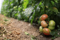 Вірус може зупинити вирощування томатів у турецькій Анталії