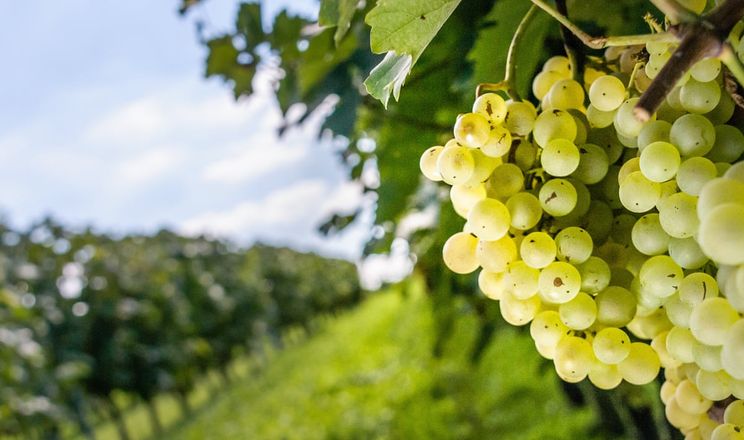 На Вінничині та Львівщині вирощували виноград