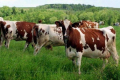 На Дніпропетровщині закривають ферму й продають корів