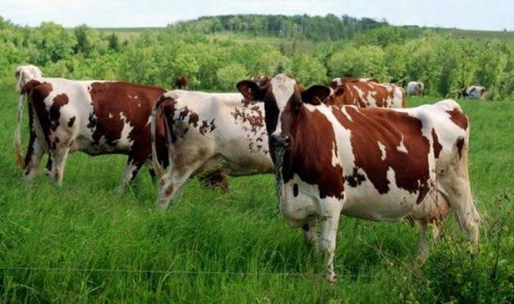 На Дніпропетровщині закривають ферму й продають корів