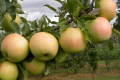 Резистентні яблуні «пробачають» затримки із обробками
