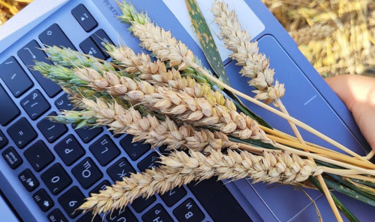 Найчастіше аграрні розписки видають під заставу пшениці