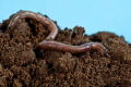 Дощові черв'яки можуть виступити альтернативою білкових кормів