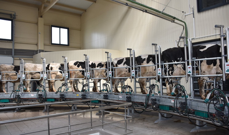 Виробництво молока скорочуватиметься й надалі