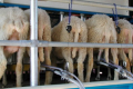 Для виготовлення сиру овече молоко часто змішують із коров’ячим чи козячим