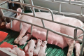 Частка енергоресурсів у витратах на виробництво свинини може зрости до 8-10%