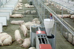 З кормовою станцією свиноматки отримують практично індивідуальну нормовану годівлю