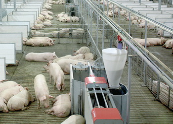 Свинок привчають до кормових станцій за 3-4 тижні до осіменіння