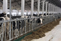 Корми для корів у ПСП «Колос» містять 10-15 інгредієнтів