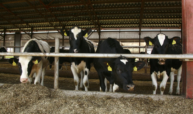 Молочне скотарство Південної Європи зазнає тиску через війну в Україні