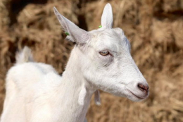 Про що свідчить метаболічний профіль кіз у перехідний період