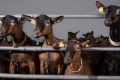 Вакцинація дозволить контролювати аборти у дрібної рогатої худоби