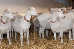 У січні промислове поголів'я овець і кіз додало 2,4%