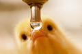 Курчата можуть відставати у рості через брак води