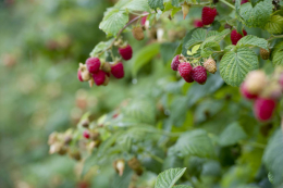 Господарство Київщини оновило малинові плантації вдалим сортом
