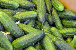 Дрібні помилки через людський фактор у теплиці призводять до хвороб і втрат