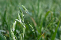 Особливості підживлення вівса за вирощування на дерново-підзолистих ґрунтах