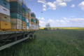 Через війну кількість бджолярів в Україні може скоротитися наполовину