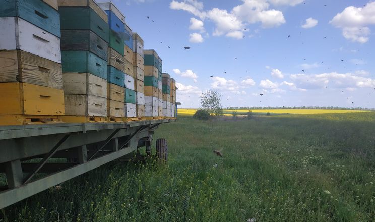 Через війну кількість бджолярів в Україні може скоротитися наполовину