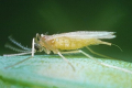 На Запоріжжі є осередки високої чисельності личинок пшеничного комарика