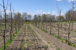 Оцінки врожаю яблук, слив і черешні стануть зрозумілішими наприкінці березня