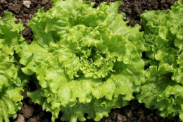 Салат витримує заморозки до 3–5 °С