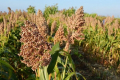 Чернігівський «Колос» планує частково замінити кукурудзу на сорго