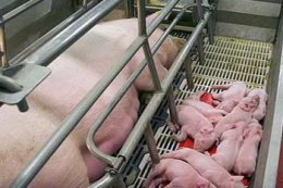 Утримання свиноматок данської генетики обходиться дешевше