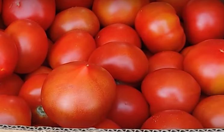Овочівники поділилися схемою висаджування томатів