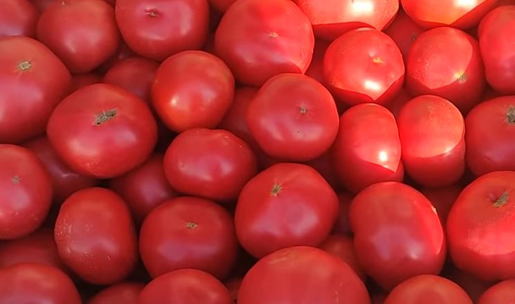 Рожеві томати коштують однаково з червоними, з’явилися українські дині