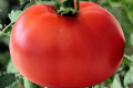 В Азербайджані вивели гігантські томати