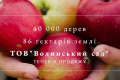 Терміново продають «Волинський сад» з 40 тис.  яблунь