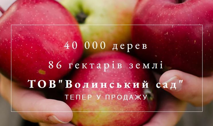 Терміново продають «Волинський сад» з 40 тис.  яблунь