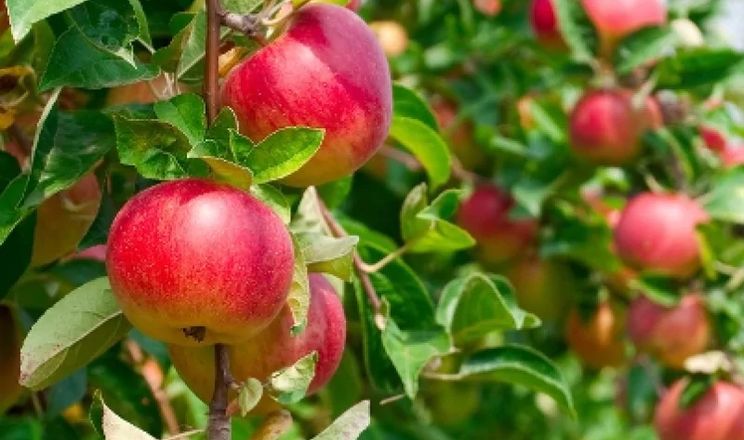 Індійський фермер вивів сорт яблук, що росте у тропіках
